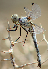 Libellula composita
