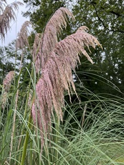 Cortaderia selloana