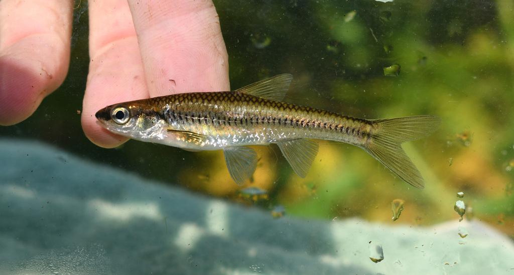 Blacknose Shiner from Oneida County, WI, USA on August 15, 2022 at 06: ...