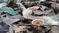 Microporus xanthopus