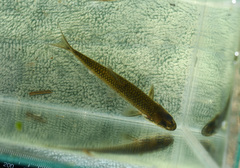 Notropis heterolepis