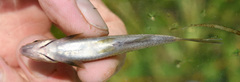 Notropis heterolepis