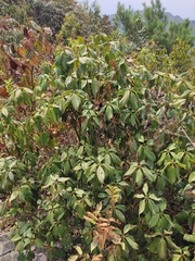 Rhododendron latoucheae