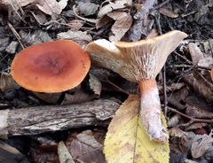 Russulaceae