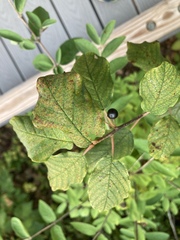 Frangula alnus