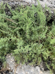 Suaeda maritima