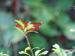 Neurothemis fulvia