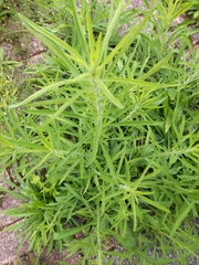 Linaria vulgaris