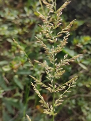 Arundinella hirta