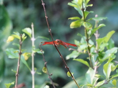 Neurothemis fulvia