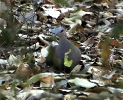 Streptopelia semitorquata