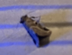 Plagiomimicus pityochromus