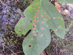 Apiognomonia errabunda