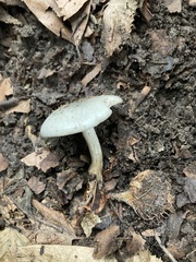 Clitocybe odora