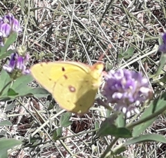 Colias croceus