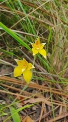 Caladenia flava