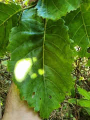 Pisonia horneae