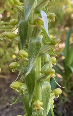 Satyrium parviflorum
