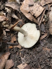 Clitocybe odora