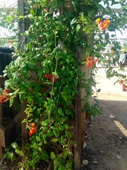 Pseudogynoxys chenopodioides