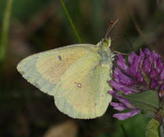 Colias christina