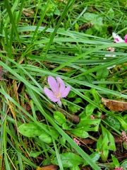 Colchicum autumnale