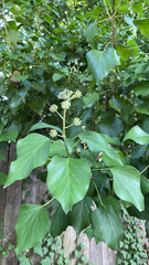 Hedera canariensis