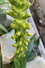 Satyrium parviflorum