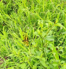 Rhyothemis variegata