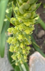 Satyrium parviflorum