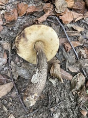 Leccinellum pseudoscabrum