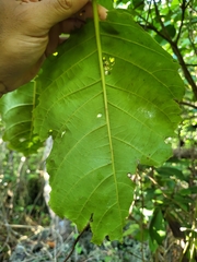 Pisonia horneae