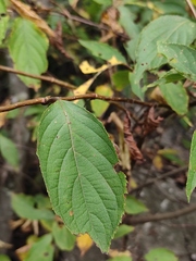 Hydrangea paniculata