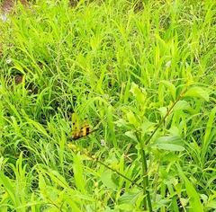 Rhyothemis variegata