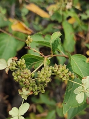 Hydrangea paniculata
