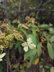 Hydrangea paniculata