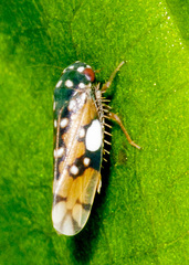 Xestocephalus