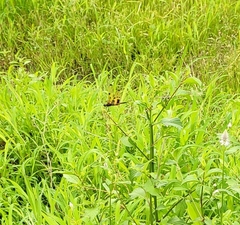 Rhyothemis variegata