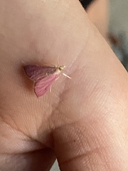 Pyraustinae