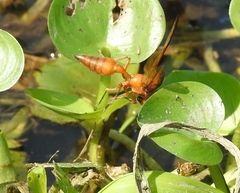 Synoeca virginea