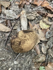 Leccinellum pseudoscabrum