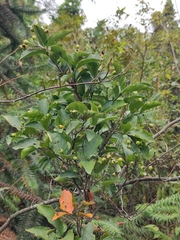 Photinia parvifolia