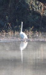 Ardea alba melanorhynchos