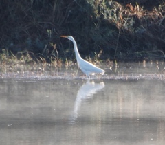 Ardea alba melanorhynchos