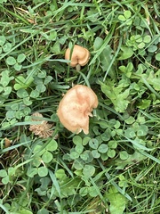 Marasmius