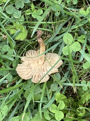 Marasmius