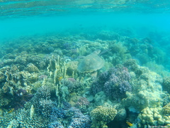 Eretmochelys imbricata