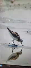 Charadriiformes