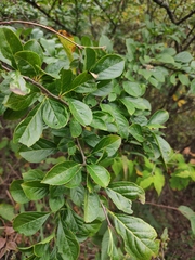 Ilex kiangsiensis