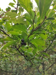 Ilex kiangsiensis